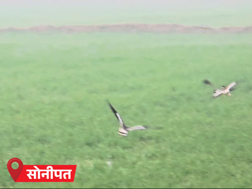 हरियाणा में बारिश,हिसार-फतेहाबाद में तड़के 3 बजे से जारी:तेज हवाएं चल रही; 12 जिलों में हैवी रेन अलर्ट, ओले गिरने की भी संभावना