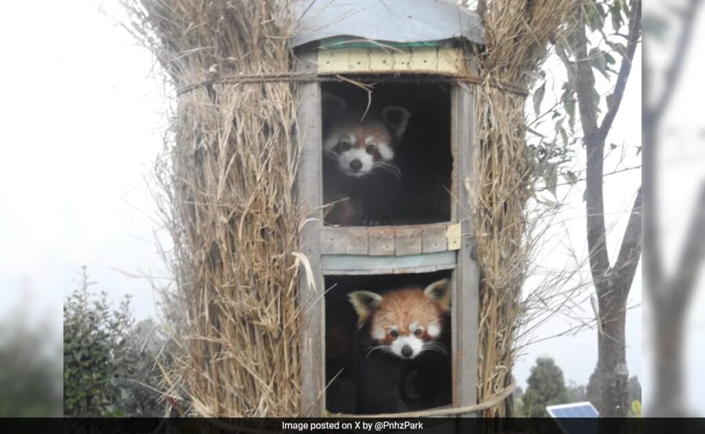 'Vishal And Koshi' - Two Red Pandas From Netherlands Reach Darjeeling Zoo