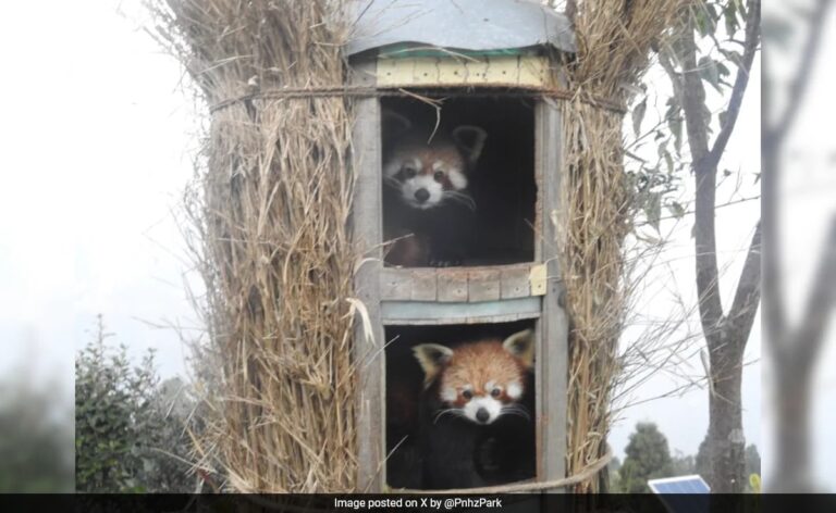 'Vishal And Koshi' - Two Red Pandas From Netherlands Reach Darjeeling Zoo