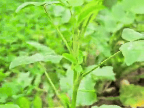 हरियाणा में नए साल पर पड़ेगी कड़ाके की ठंड:11 जिलों में घना कोहरा, 11 ट्रेनें रद्द की, बालसमंद सबसे ठंडा रहा