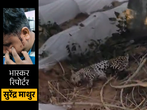 रिपोर्टिंग के दौरान भास्कर डिजिटल रिपोर्टर पर लेपर्ड का हमला:सीकर में किसान सहित 4 लोगों के मुंह-हाथ पर मारा पंजा, वन विभाग ने ट्रेंकुलाइज किया