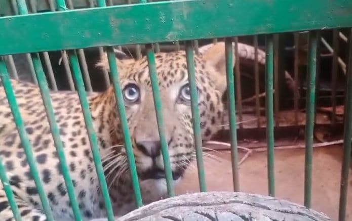 Leopard Enters Ashram In Hardiwar, Gets Stuck In Bathroom Attic