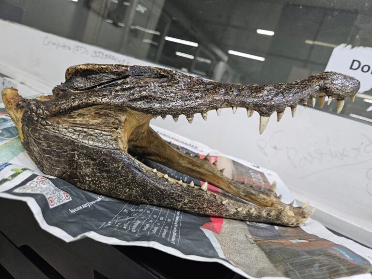 Canadian Man Carries Baby Crocodile Skull, Arrested At Delhi Airport