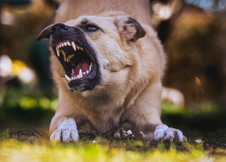 7-Year-Old Girl Mauled To Death By Stray Dogs In Rajasthan's Alwar