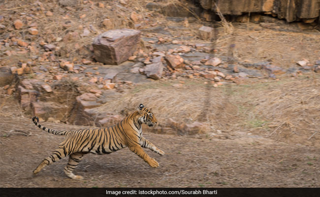 3 Men Lay Electrified Wire For Boar, Kill Tigress Instead, Arrested