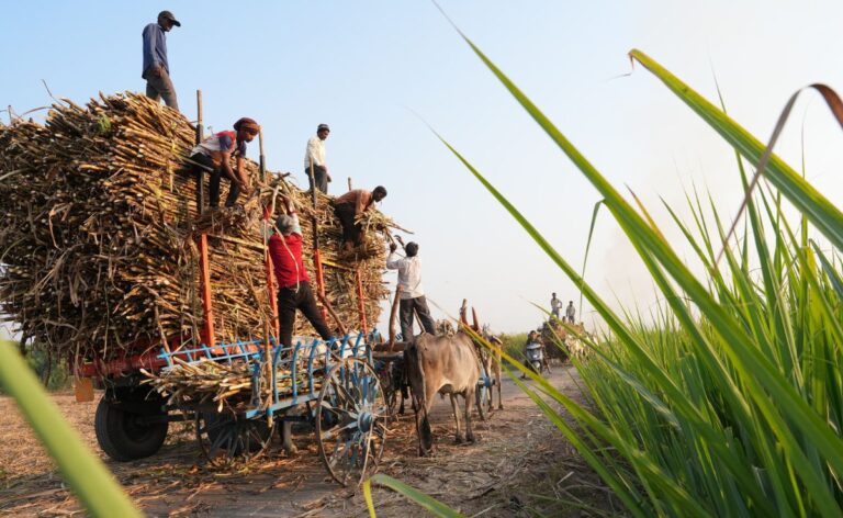 'Farm Of The Future': How AI Is Helping Sugarcane Farmers In Maharashtra