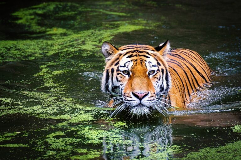 Tiger, Tiger Burning Bright: Remarkable Success Of Conservation In India