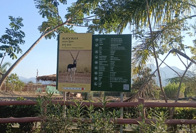 Leopard Kills Blackbuck Deer Near Statue Of Unity, 7 Others Die Of Shock