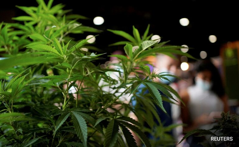 Himachal Pradesh Cabinet Approves Pilot Study On Cannabis Cultivation