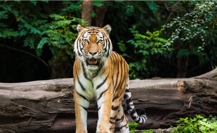Tiger Kills Man In Madhya Pradesh, Villagers Attack Forest Officials