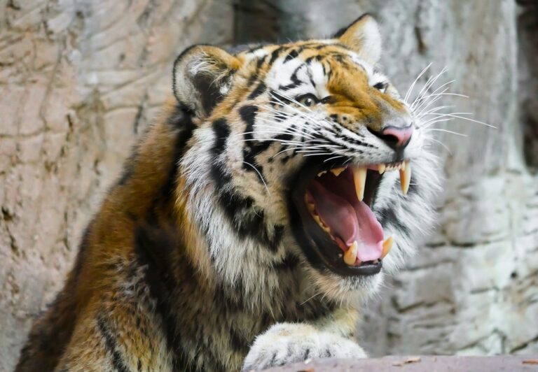 Hair, Earrings Of Woman Recovered From Kerala 'Man-Eater' Tiger's Stomach