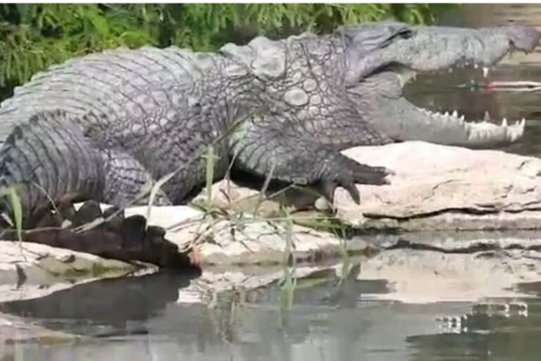 Odisha National Park To Be Shut Till January 22 For Crocodile, Bird Census