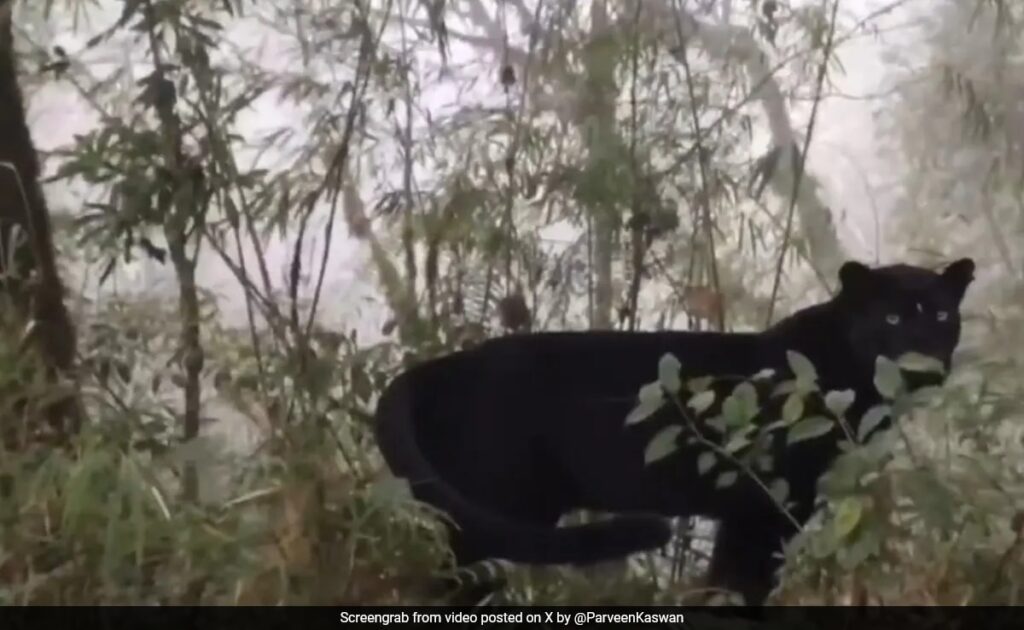 Watch: Rare Black Panther Spotted In Kurseong Forest, West Bengal