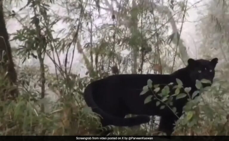 Watch: Rare Black Panther Spotted In Kurseong Forest, West Bengal