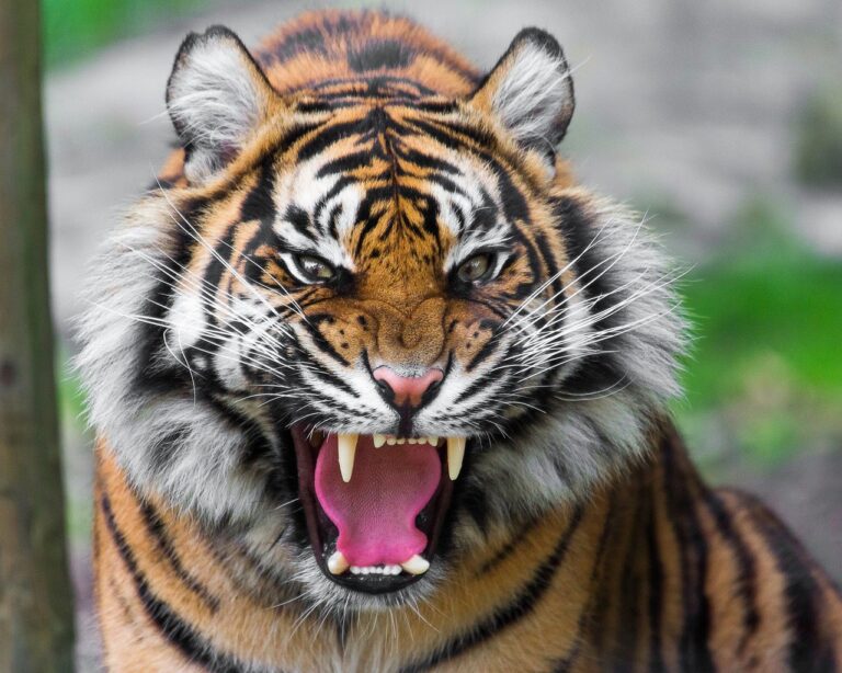 Curfew Imposed in Kerala's Mananthavady After Fatal Tiger Attack On Woman
