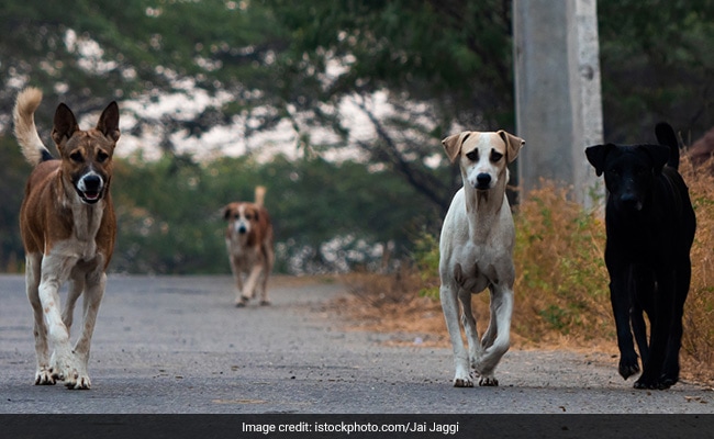Punjab Child Rights Body Orders Stray Dog Census Amid Rising Dog-Bite Cases