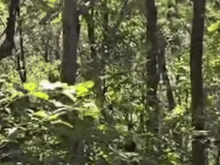 छत्तीसगढ़ में मुठभेड़ में 4 नक्सली ढेर, एक जवान शहीद:अबूझमाड़ में 4 जिलों के 1000 जवानों ने घेरा; शवों के साथ AK-47 और SLR बरामद
