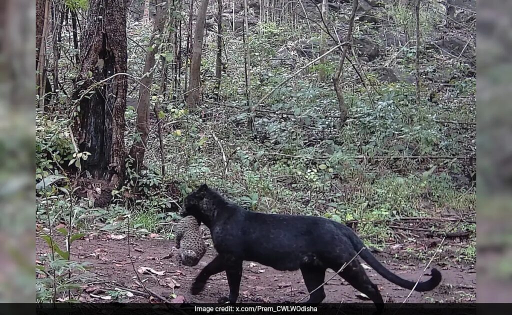 Watch: Rare Melanistic Leopard With Cub Spotted In Odisha's Nayagarh