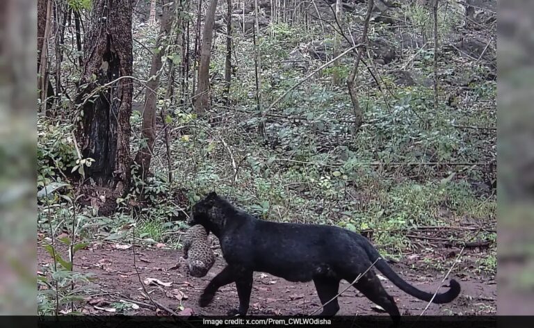 Watch: Rare Melanistic Leopard With Cub Spotted In Odisha's Nayagarh