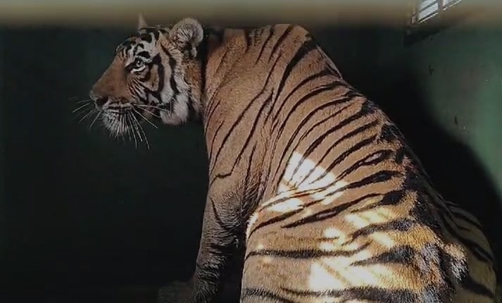 Tiger Captured After Nerve-Wracking Chase Ends In Rajasthan Home Kitchen