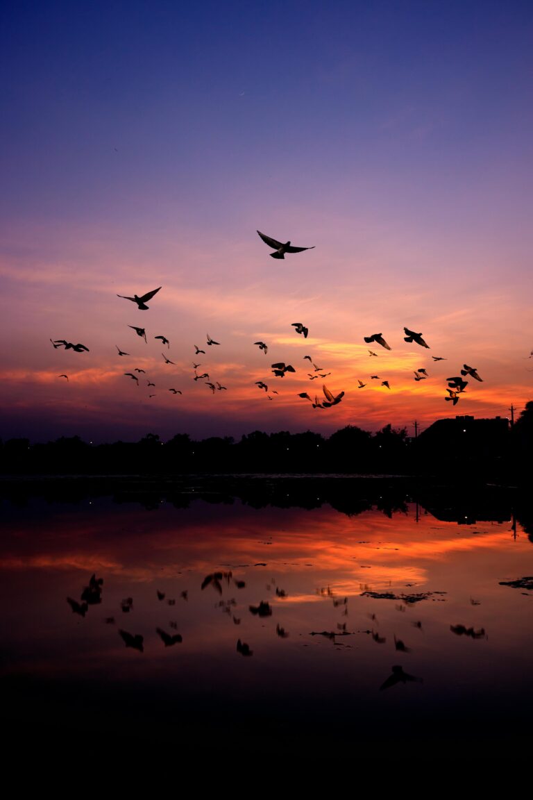 Over 16.56 Lakh Birds Flock To Odisha Wetlands This Winter