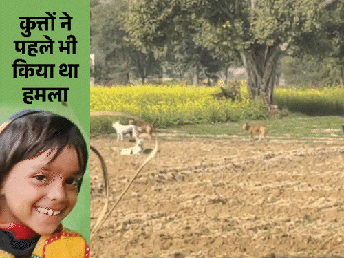 बच्ची के सिर-पैर कुत्ते खा गए, आंतें बाहर आईं; मौत:सात साल की लड़की को दबोचकर सरसों के खेत में ले गए, चमड़ी सहित बाल उखाड़े
