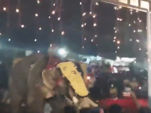 केरल में हाथी ने शख्स को सूंड़ से उठाकर पटका:हवा में 4 बार लहराया, 10 फीट दूर उठाकर फेंका; उत्सव के दौरान 23 घायल
