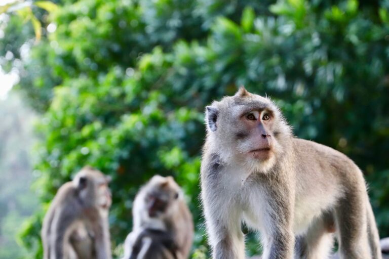 Class 10 Girl Dies After Monkey Pushes Her From Rooftop In Bihar