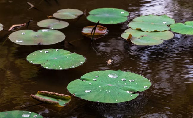2 Children Drown While Attempting To Catch Duck In UP's Sitapur: Police