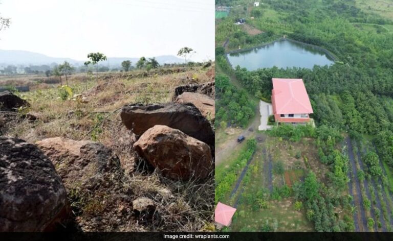 Once A Barren Hill In Indore, Now Home To 40,000 Trees Including Saffron