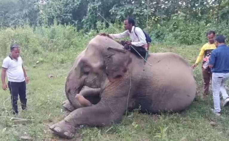 Curious Case Of Chandratara: Elephant With Cross-Border Ownership Claims