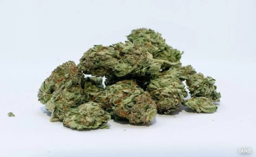 Customs Seize Ganja Worth Rs 23.5 Crore From Chennai Airport, 3 Arrested