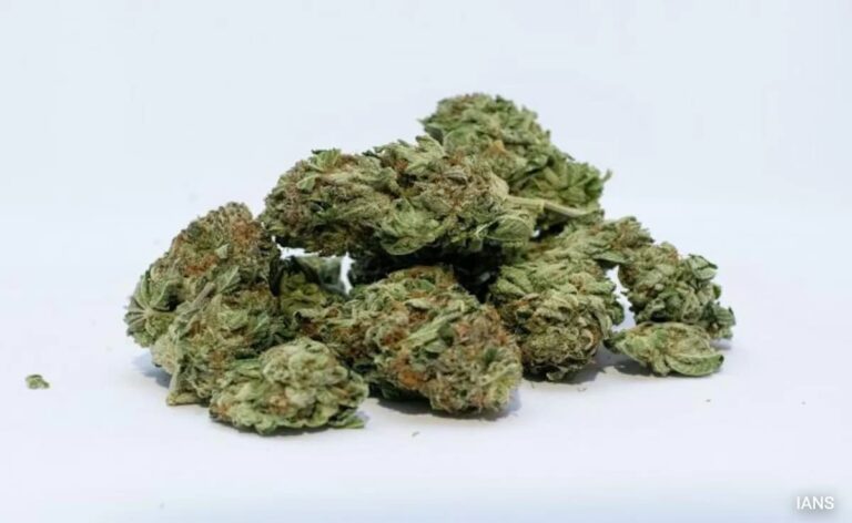 Customs Seize Ganja Worth Rs 23.5 Crore From Chennai Airport, 3 Arrested