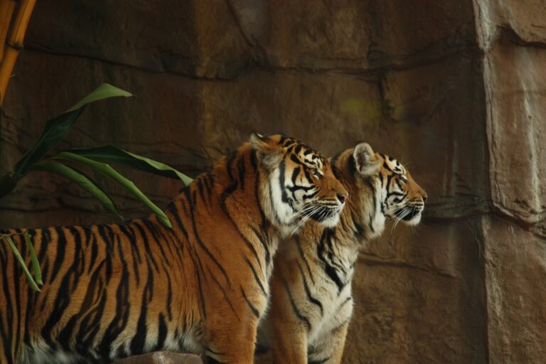 In A First For Rajasthan, State To Get Two Tigers From Madhya Pradesh