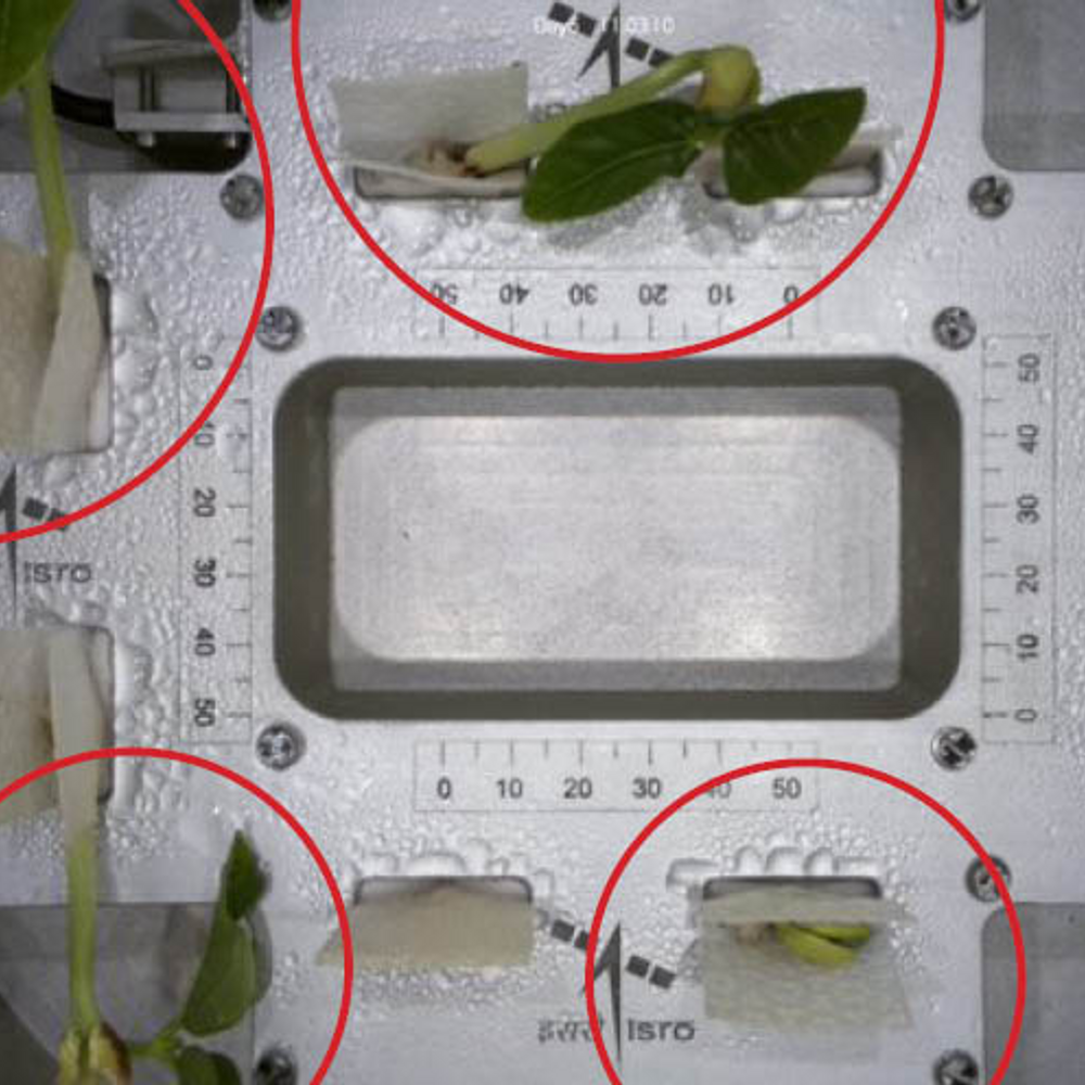 अंतरिक्ष में भेजे गए लोबिया के बीज में पत्तियां आईं:ISRO ने स्पेडेक्स मिशन के साथ भेजे थे; डॉकिंग अब 7 की जगह 9 जनवरी को होगी