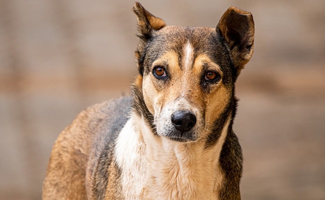 31 Dogs Thrown Off Bridge In Telangana, 20 Killed: Cops