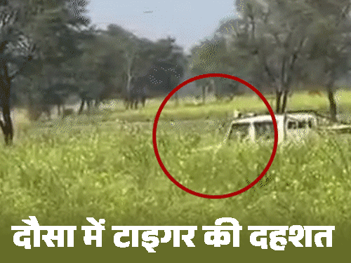 टाइगर ने वन विभाग की टीम पर किया हमला, VIDEO:अलवर के कई गांवों में कर्फ्यू जैसे हालात; ग्रामीण बोले-दरवाजा खोला तो बाघ खड़ा था