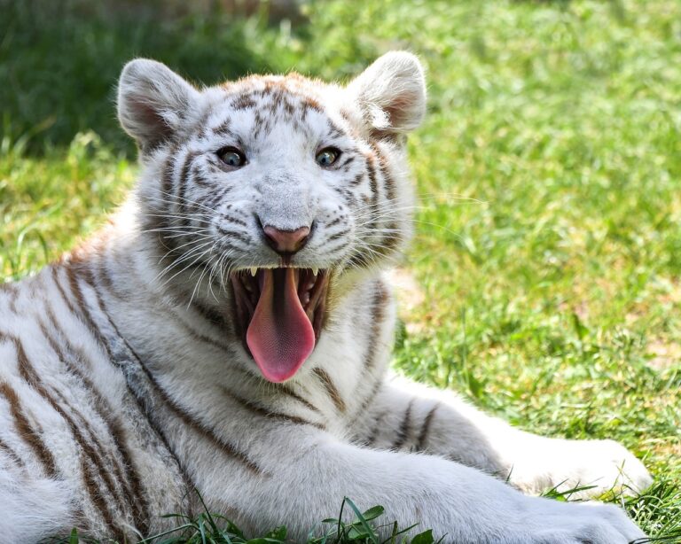 9-Month-Old White Tiger Dies at Delhi Zoo Due To "Traumatic Shock"