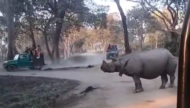 2 Women Fall In Front Of Rhinos In Kaziranga. Here's What Happened Next