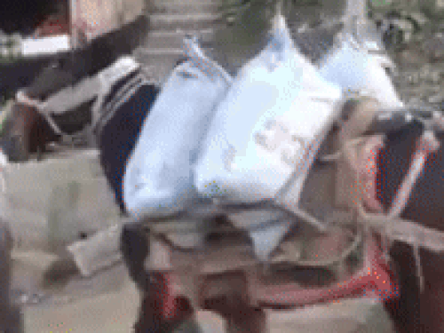 खच्चर पर डेढ़ करोड़ की ढुलाई दिखा घोटाला किया:हिमाचल में जनप्रतिनिधियों का कारनामा, अपने खाते में ट्रांसफर करवाए पैसे