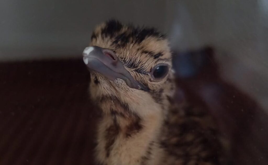 Great Indian Bustard Found Dead Inside Cage In Rajasthan. Why It Matters?