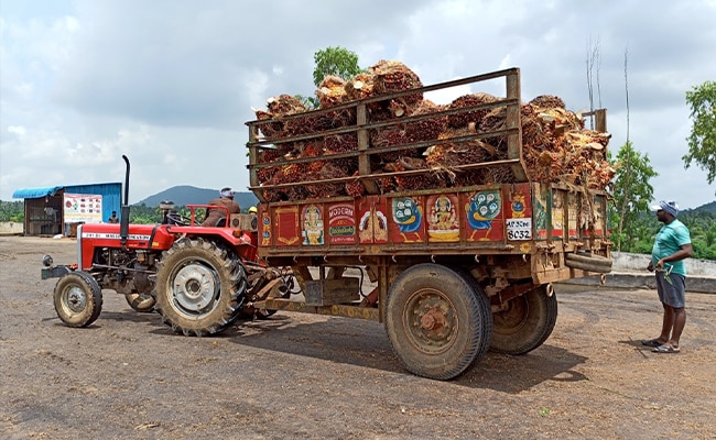 India's Palm Oil Imports Hit 14-Year Low
