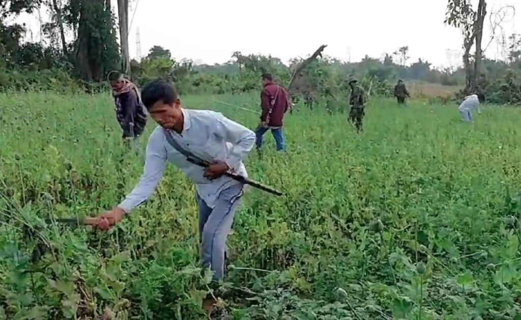 Drive Against Illegal Poppy Cultivation In Arunachal Sees Death Threats