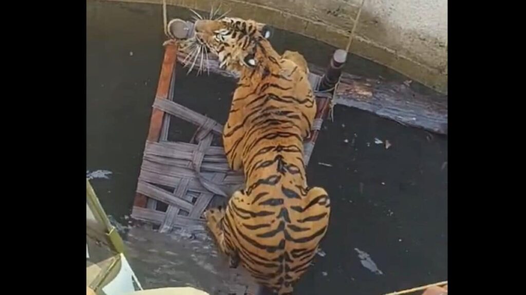 Video: Villagers, Officials Use Cot And Rope To Rescue Tiger From Well