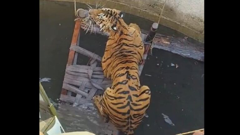 Video: Villagers, Officials Use Cot And Rope To Rescue Tiger From Well