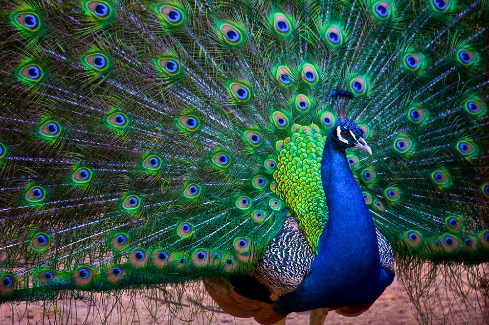 UP Man Beats Peacock To Death