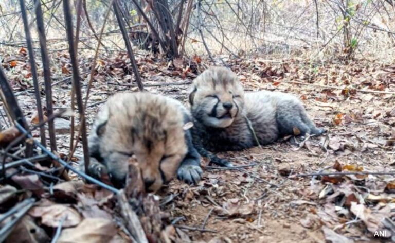 Cheetah Veera Gives Birth To 2 Cubs In Kuno National Park In Madhya Pradesh