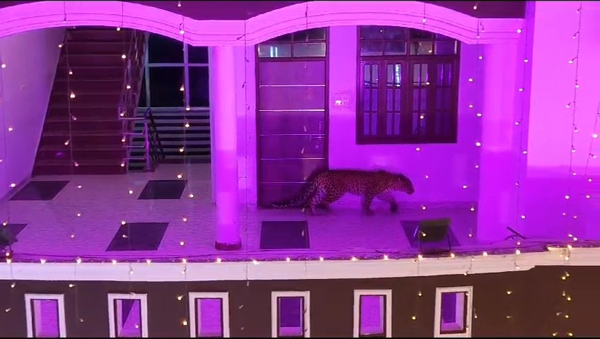 Leopard Gatecrashes Lucknow Wedding, Bride And Groom Lock Themselves In Car