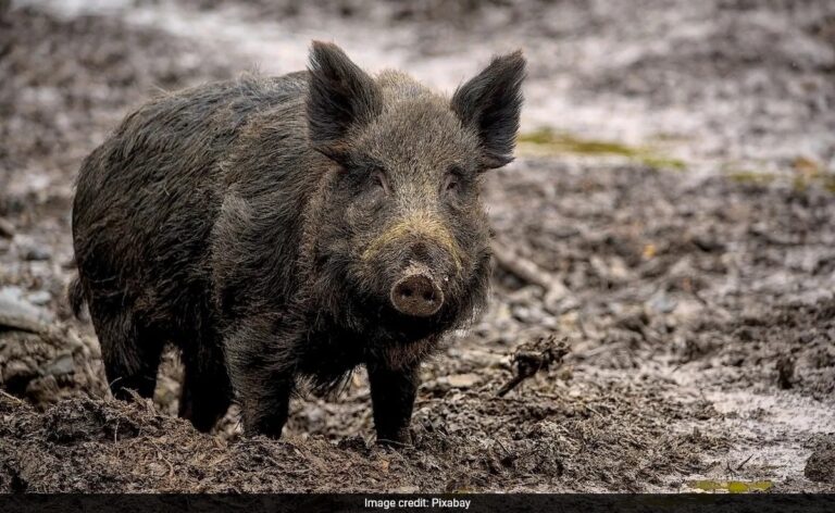 Man Mistaken To Be Wild Boar Shot Dead In Maharashtra, 9 Arrested