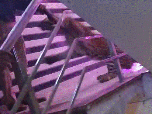 लखनऊ में शादी में घुसा तेंदुआ, दूल्हा-दुल्हन भागे:दरोगा की डरकर राइफल गिरी, कैमरामैन सीढ़ियों से कूदा; बाराती कारों में छिपे रहे